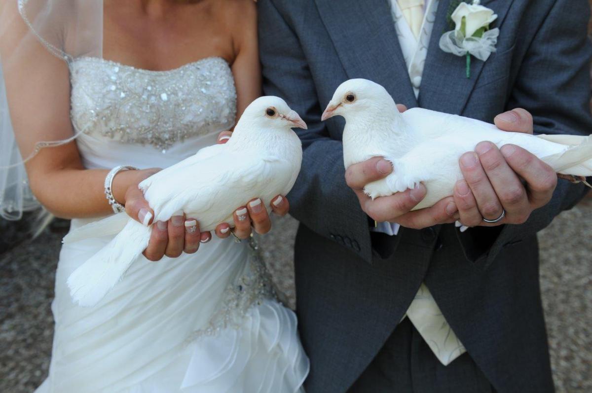 Doves For Weddings Essex The White Feather Co Doves For Funerals